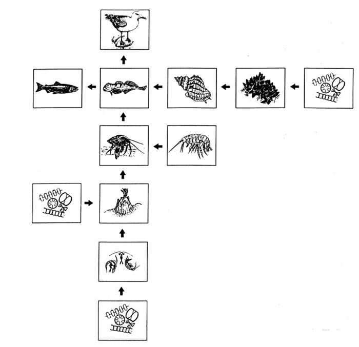 Ocean food web example showing drawings of ocean environment creatures each in a box with arrows connecting each box, including a separate text key showing which creature is which box