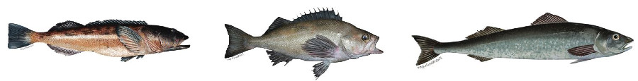 Three fish of the Pacific Northwest, Lingcod, Rockfish and Blackcod