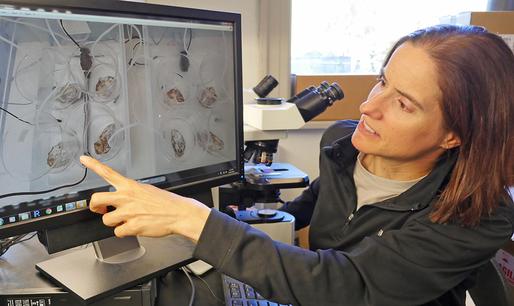 Carla Schubiger points to oyster larval images on a computer screen.