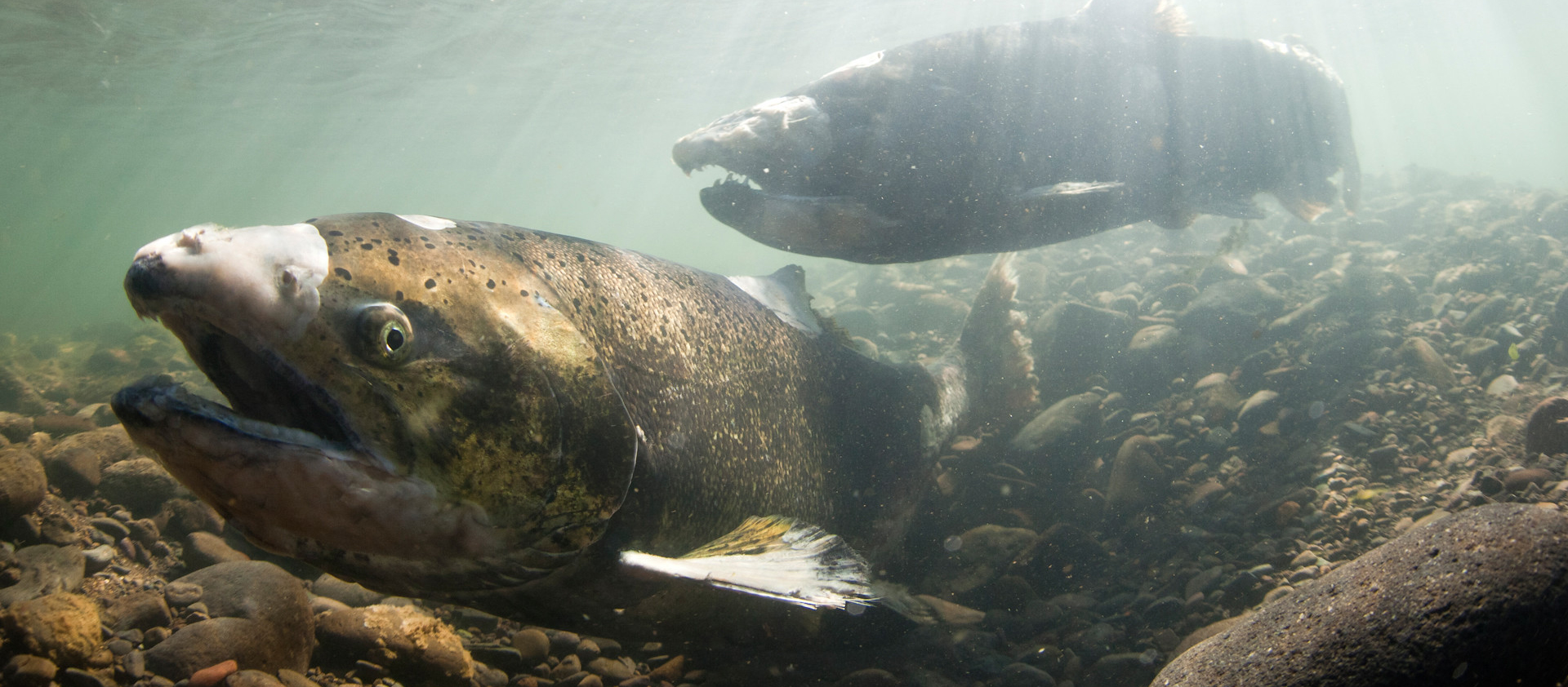 Underwater view of two Chinook salmon swimming along a rocky stream bed.