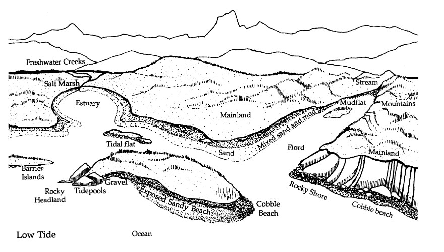 Diagram of coastline showing habitat at low tide in estuaries, rocky shores, rivers, etc.