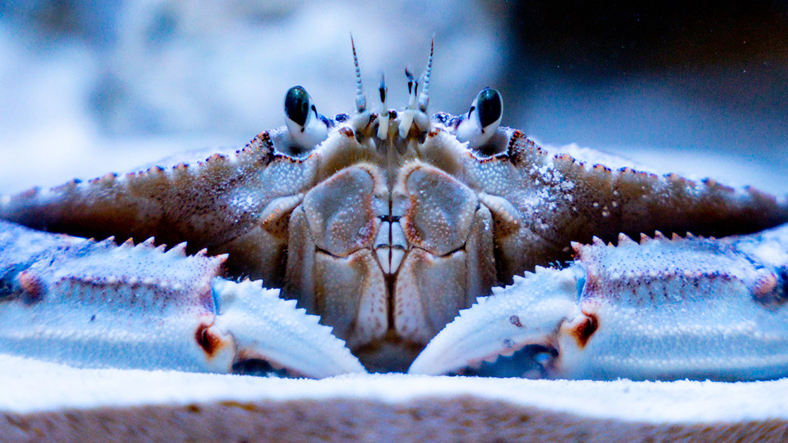 A close up view of a crab. Its eye stalks peer straight ahead. Also, its massive front claws are in view.