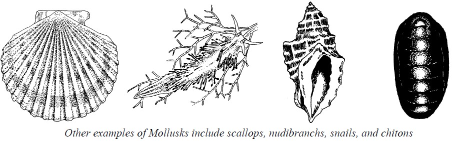 Examples of mollusks include scallops, nudibranchs, snails, and chitons.