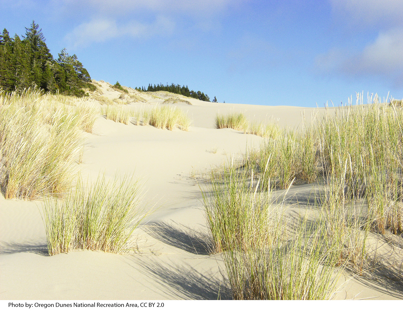 Oregon dunes with grasses in foreground