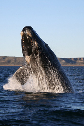 right whale coming out of the water