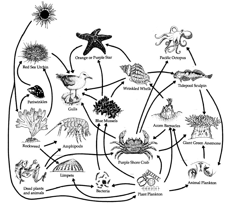 Diagram of a rocky shore food web showing drawings of different organisms such as a seagull, octopus, whelk, bacteria, etc.