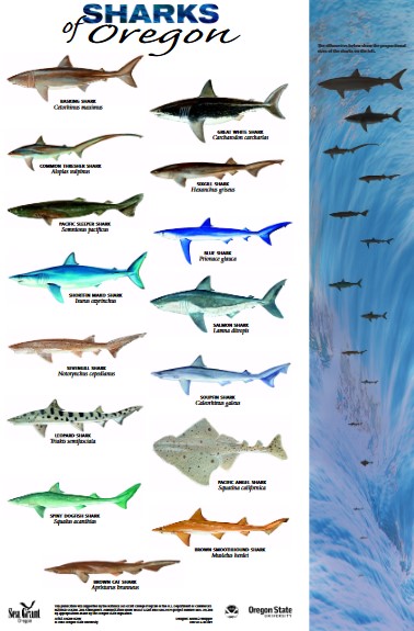 Sharks of Oregon poster