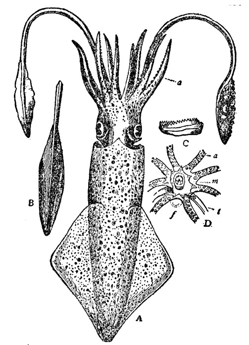 Line drawing diagram of a squid overall. Plus separate drawings of squid arms, tentacles and mouth parts.
