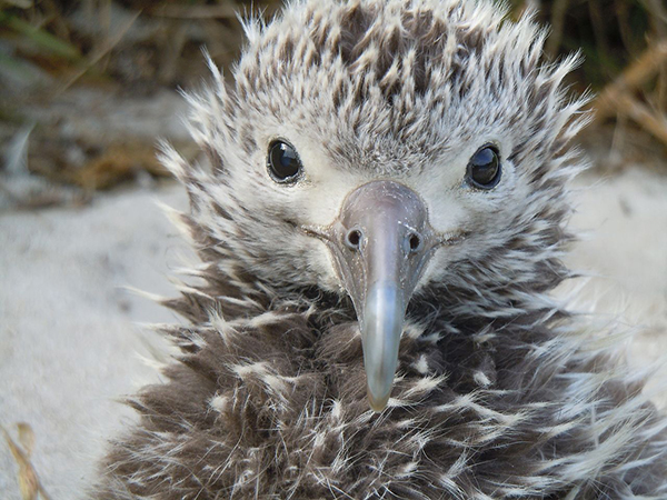 Albatross chick close up