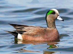A profile view of an adult male American wigeon floating on the water. It has a distinctive green cap of feathers and a bright white beak. It’s belly and back feathers are tan, black and white with black tips on its wings.