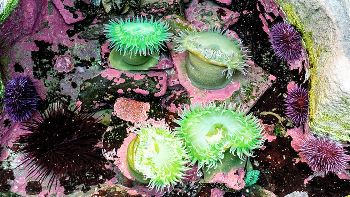 Sea Urchins and anemones in a tide pool touch tank.
