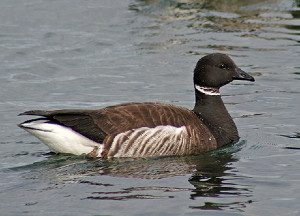 A black brant with a smoky black head, neck and belly, a white collar, and tan and white wings, floats on the water.