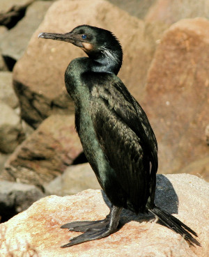 Adult Brandt's Cormorant coming into breeding plumage with white feathers on the back and at the rear of the cheek.