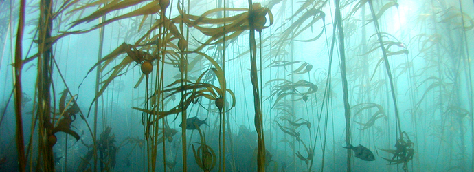 Long frons on bull kelp waves in an underwater exhibit at the Oregon Coast Aquarium. The bull kelp grows in long vertical strands. Fish swim between them. 