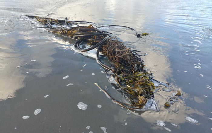 A long wet cluster of bull kelp near the shoreline. The kelp is twisted in a mat of ropey stems.