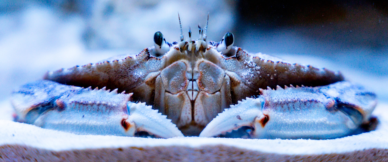A close up view of a crab. Its eye stalks peer straight ahead. Also, its massive front claws are in view.