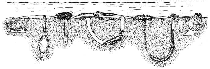 A drawing showing several organisms in burrows in estuary mud including mud shrimp, polychaete worms, and cockles.