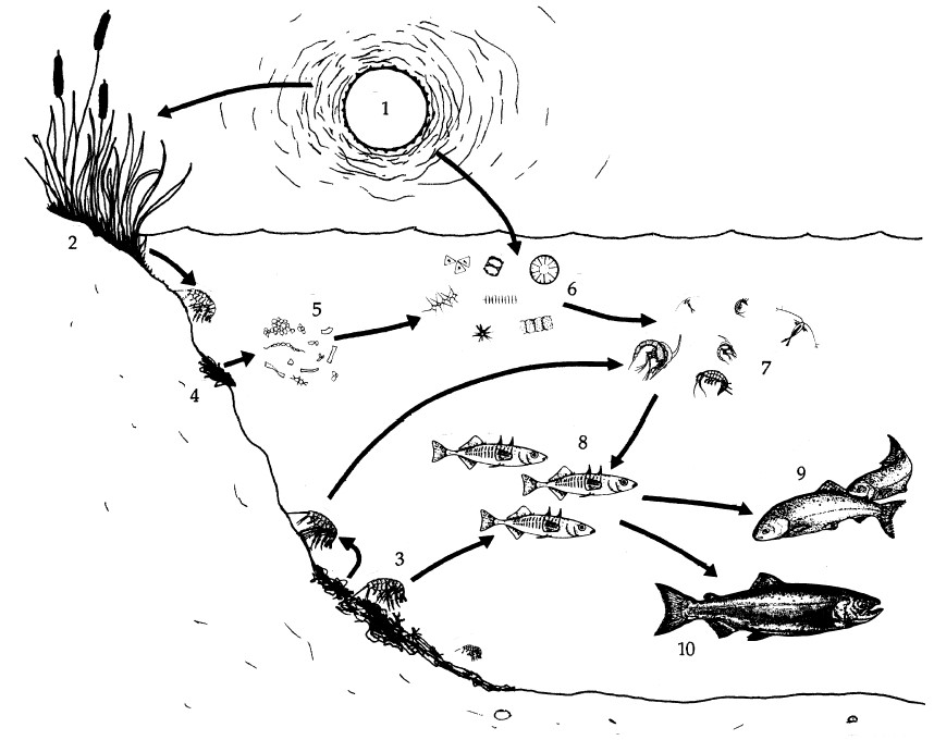 A cross section drawing of an estuary depicting a food web, showing species such as cattails, plant and animal plankton, and fish.