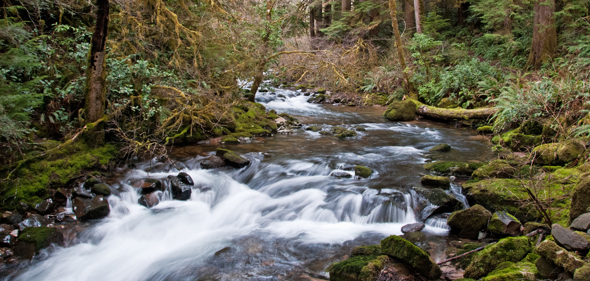 creek flows through forest