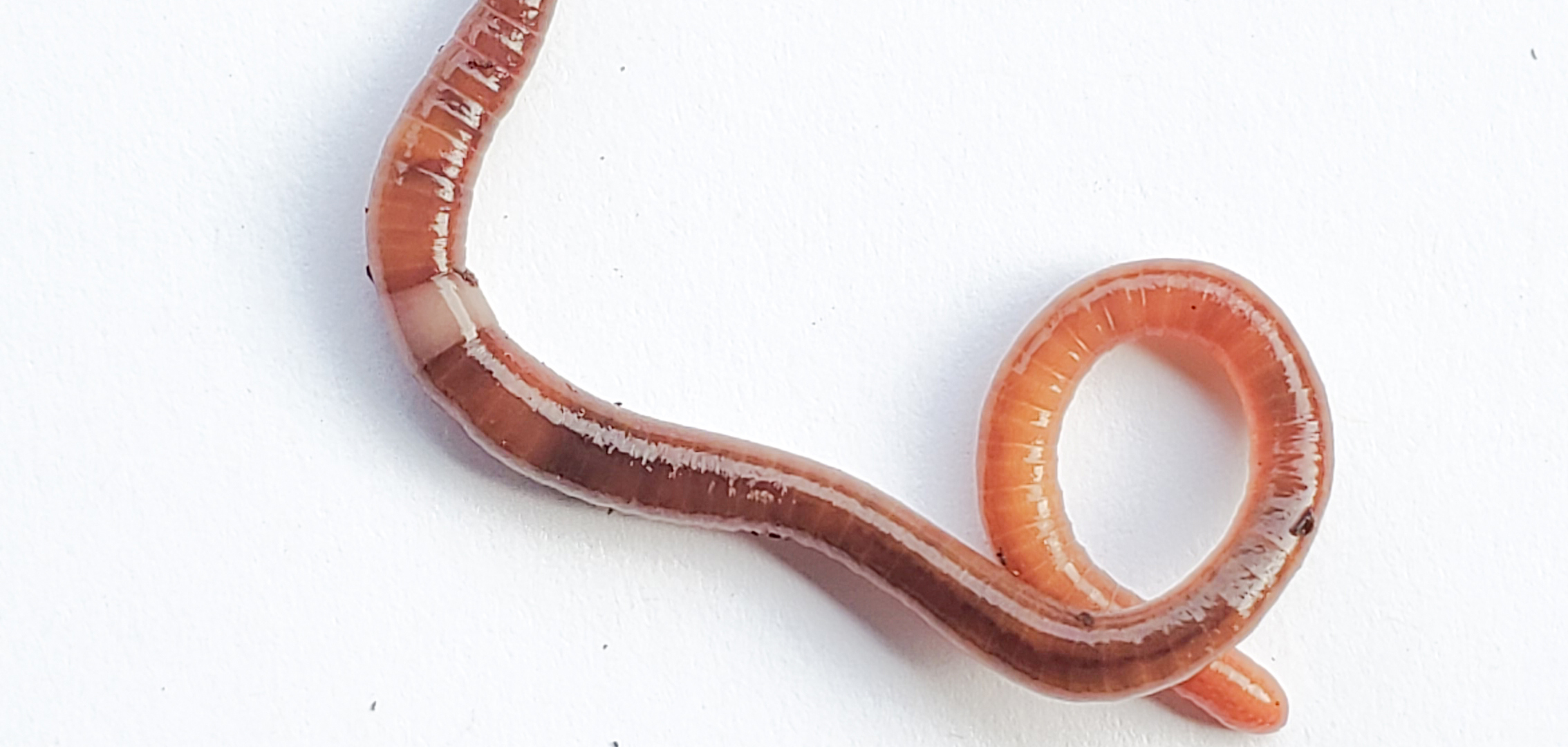 A jumping worm wiggles on a white background.