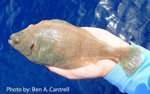  Pacific Sanddab a type of flatfish found off the coast of Oregon