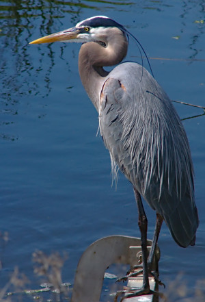 A full profile view of a standing great blue heron standing on a bay trail on a sunny day.