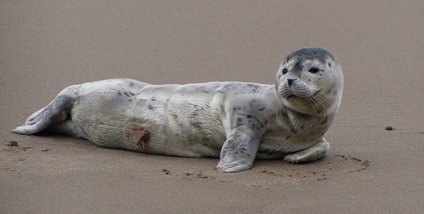 Newborn Harbor Seal pup laying on the beach