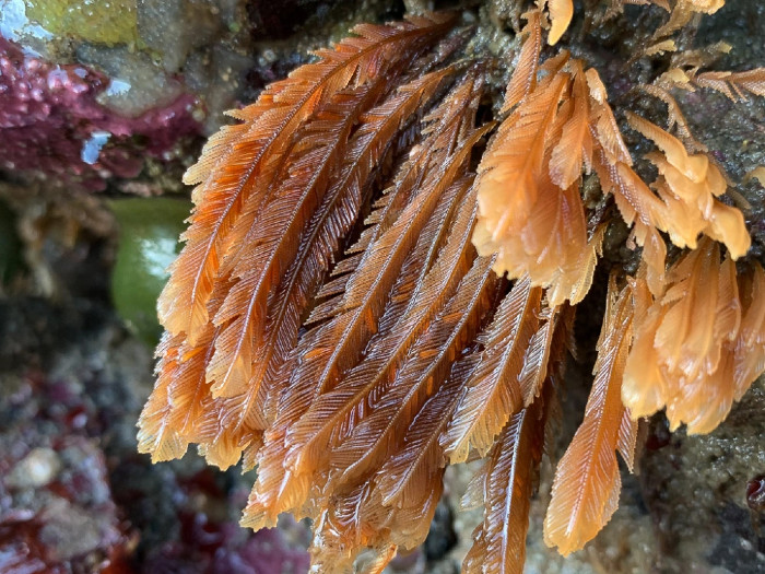 Clusters of wet hydroids cling to rocks in the intertidal zone. Hydroids look like thick feathers in colors from light gold to red-brown.