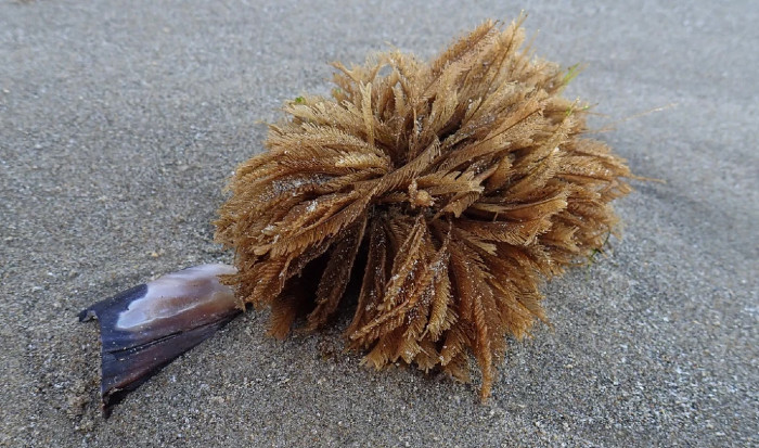  A cluster of hydroid fronds lay on the beach. The cluster resembles a fluffy feather duster.