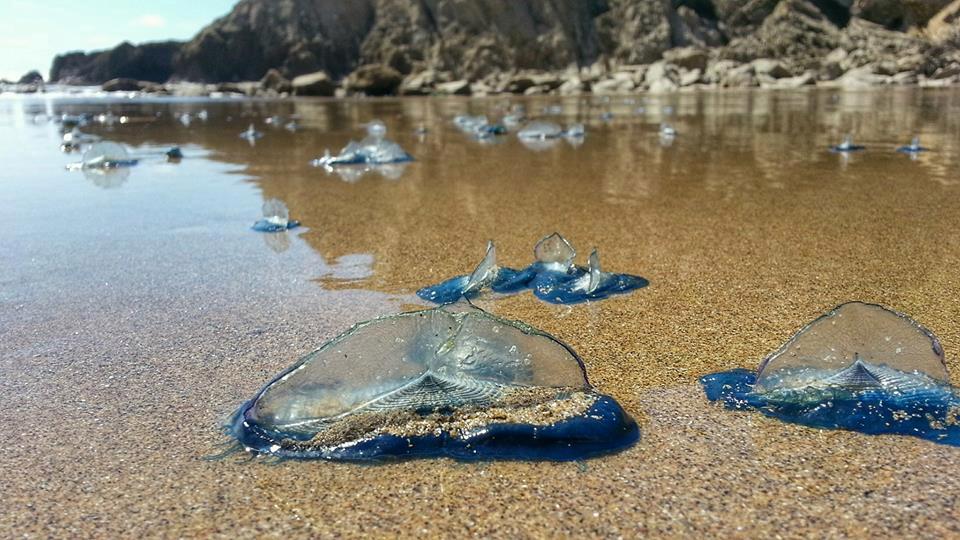 Close-up view of a velella velella, or by-the-wind sailor, jellyfish. In the background are dozens of Velella velella along the waterline of the beach. The top part of their bodies stand up and look like a light blue sail. 
