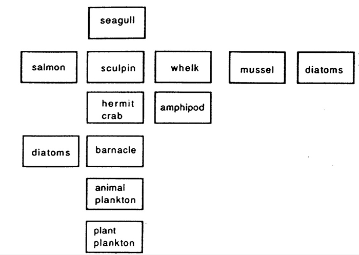 Key to the ocean food web above naming the organisms pictured in each box.