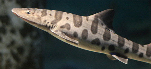 A leopard shark swims off the Oregon coast. It has large brown modelled spots on a lighter tan body