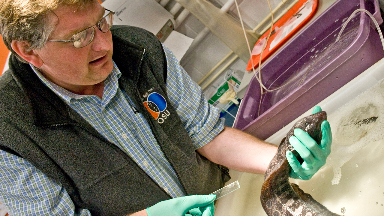 Aquatic veterinarian Dr. Tim Miller-Morgan treats a wolf eel.