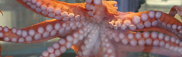 A giant pacific octopus stretches its body across its tank so its suckers show.