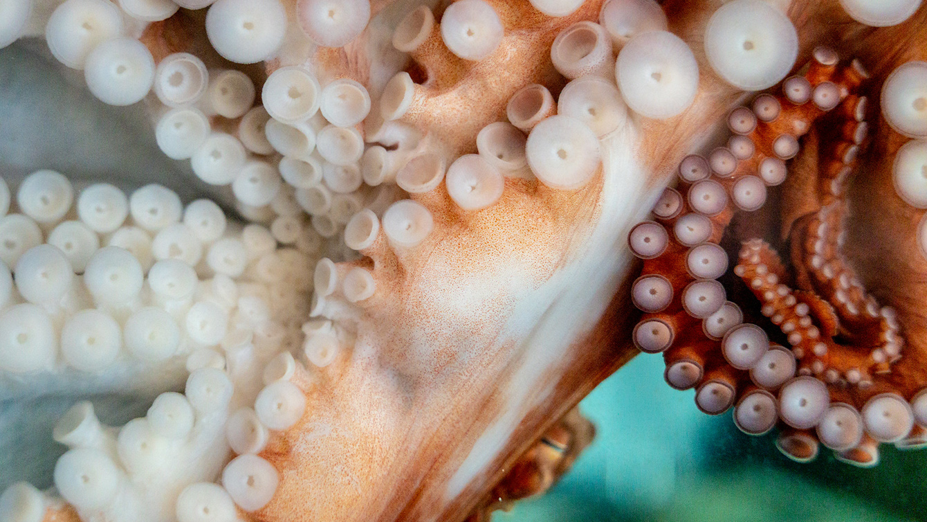 Close-up view of an octopus suckers. In the background you can see an eye of the octopus. 