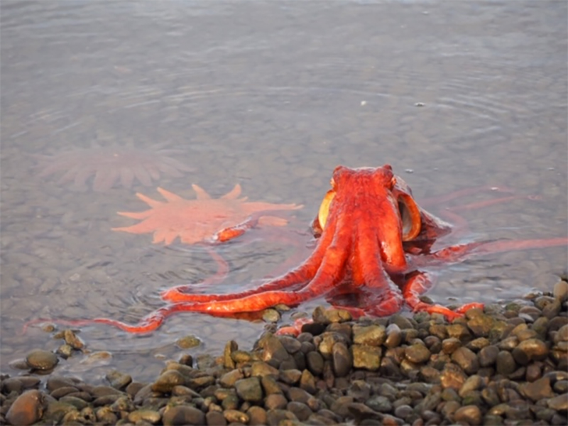 Pacific octopus at a tide pool after being released by a Hatfield Visitor Center aquarist