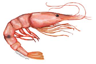 Oregon pink shrimp