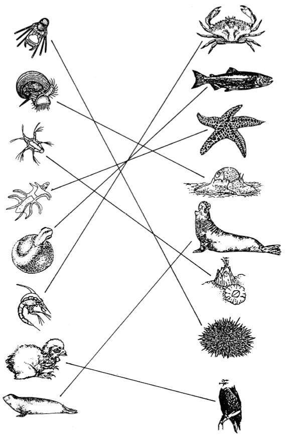 Drawings of young organisms in a list on the left and adult organisms on the right with arrows showing which adult matches which plankton.