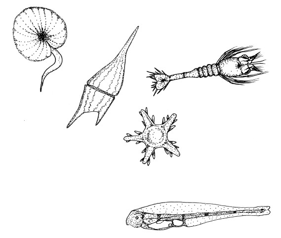 Five drawings of different types of plankton, unlabeled.