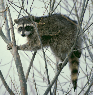 A raccoon is up in a tree in the Lower Klamath National Wildlife Refuge, California. It’s has a pointy nose with a black mask of fur around its eyes and a ringed tail. 