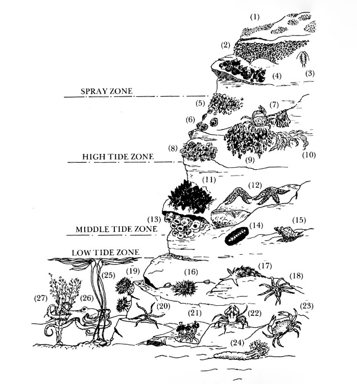 Diagram of the different tidal zones on a rocky shore; spray zone, and high, middle and low tide zones.