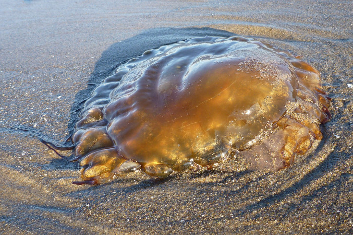 A large sea nettle jellyfish lays on the beach. It has a mounding form and orange tinted. 