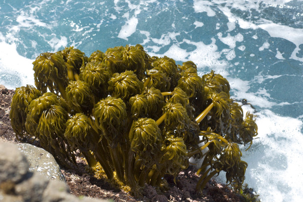 A large cluster of sea palm sea weed is rooted to barnacle covered rocks. Waves roll over the sea palms. 