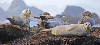 A group of harbor seals with white and black speckled fur rest on a rock out cropping that is covered in seaweed. 