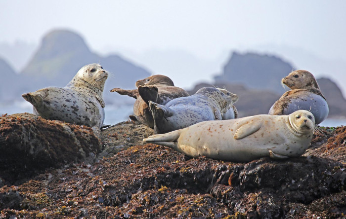 A group of harbor seals with white and black speckled fur rest on a rock out cropping that is covered in seaweed.