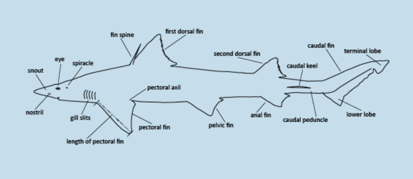 diagram of labelled shark body parts