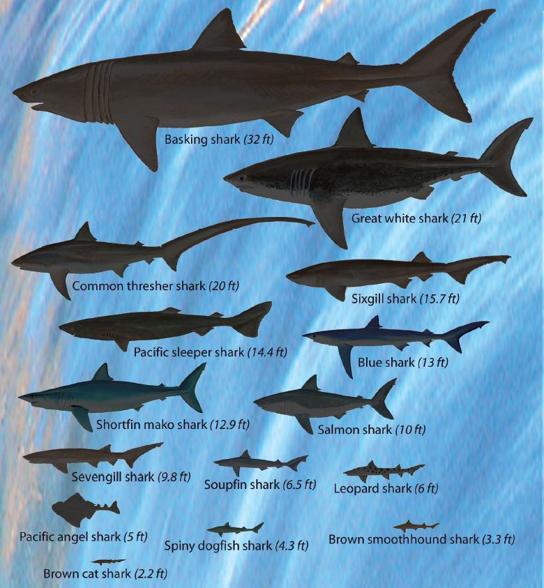 Drawing of the 15 shark types in Oregon displayed in order of size.