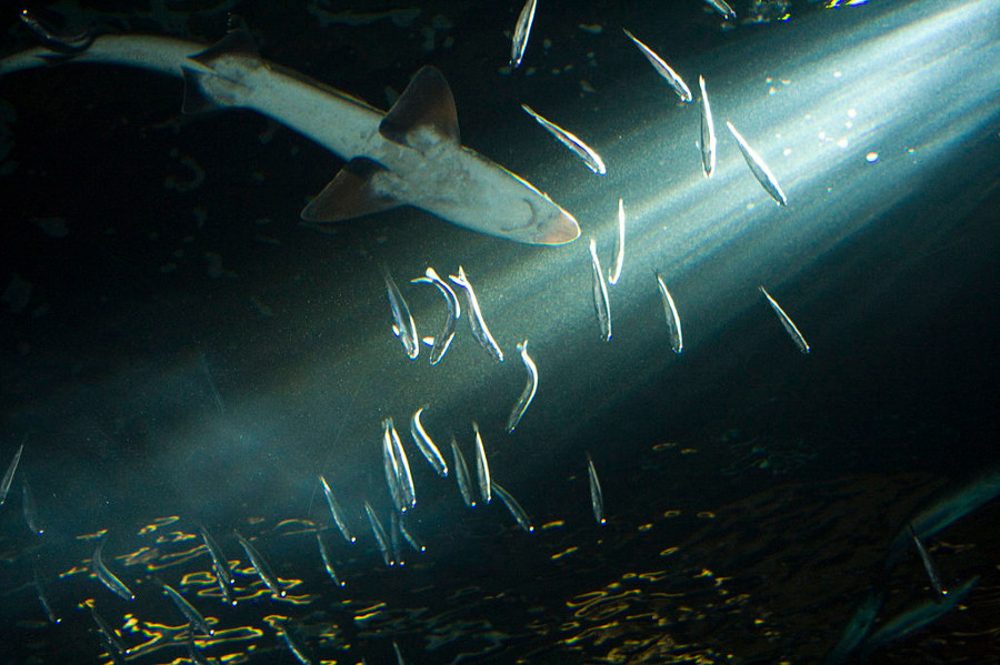 The pale underbelly of a soupfin shark is seen as it dives underwater to catch fish. A ray of light breaks through the dark waters.