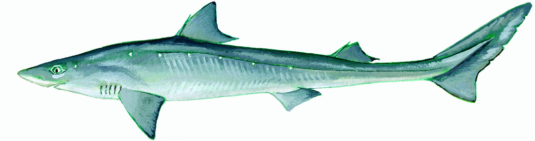 dogfish shark