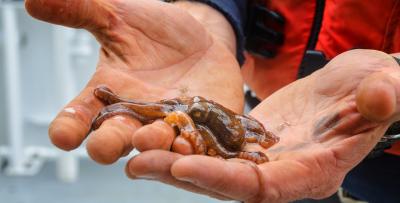 Hands of aqautic animal specialist holding a baby octopus at the Hatfield Visitor Center